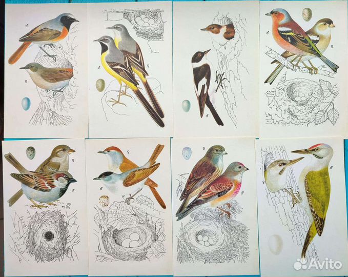 Иллюстрации птиц картинки