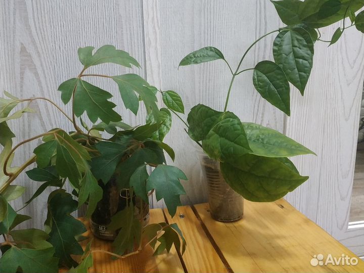 Спатифиллум,циссус, клеродендрум