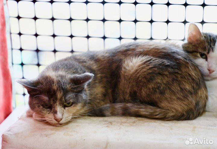 Лара - грустная кошечка ищет любящую семью