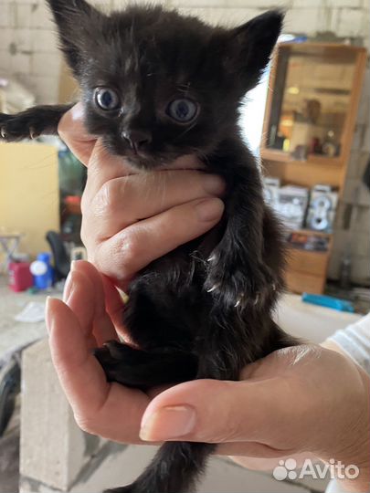 Котята в добрые руки 1 месяц