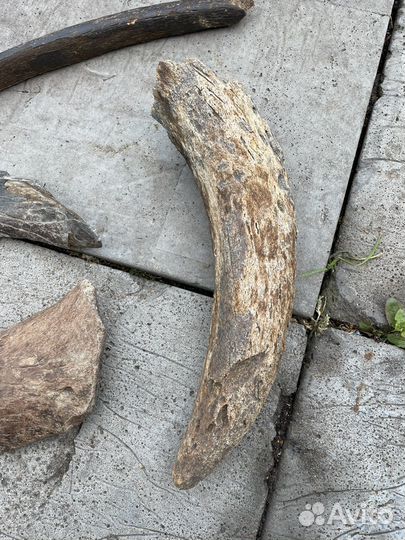 Кости мамонта