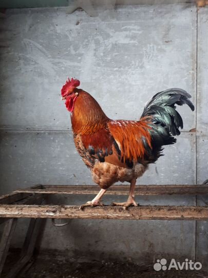 Петухи
