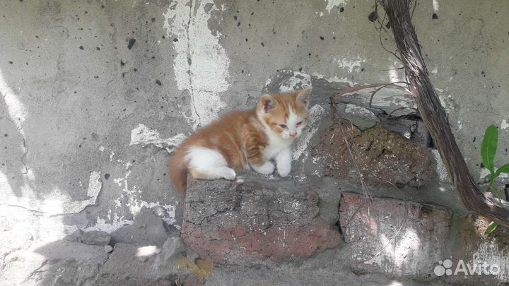 Кошки в добрые руки