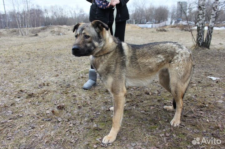 Собака в добрые руки