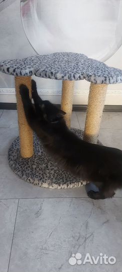 Когтеточка