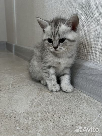 Британские котята