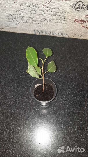 Фикус пестролистный