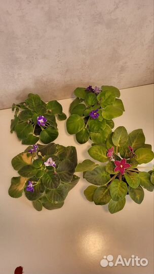 Фиалки цветущие в горшке