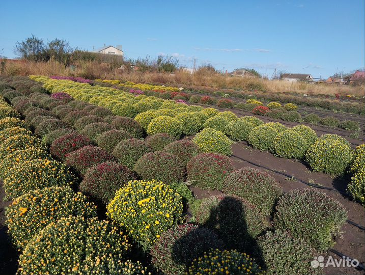 Хризантемы мультифлора