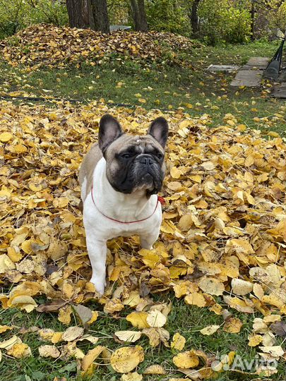 Вязка французкий бульдог