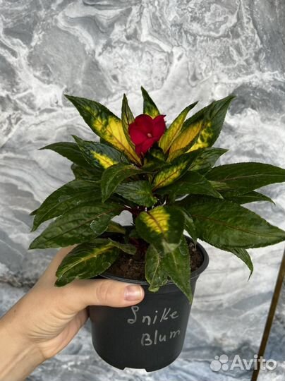 Бальзамин вариегатный