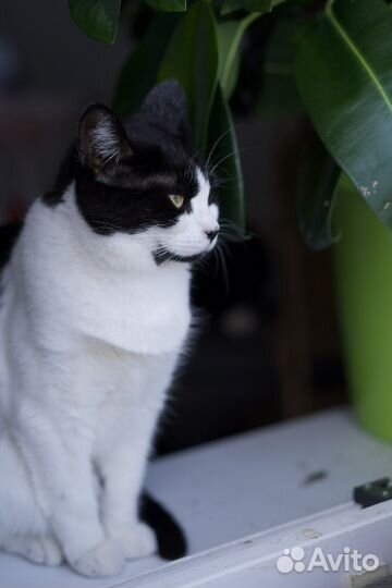 Прекрасная Жозефина (кошка)