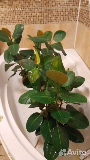 Фикусы Робуста : 2 и 3 ствола. На подарки