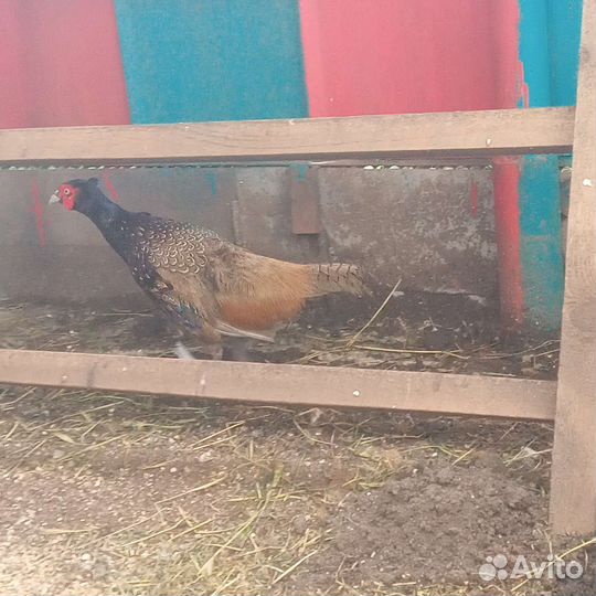 Фазан румынский