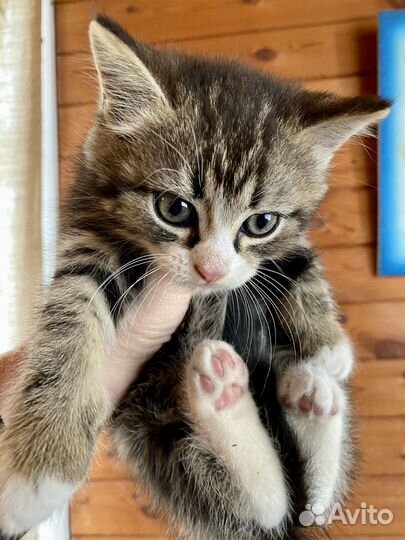 Котёнок 1,5 месяца