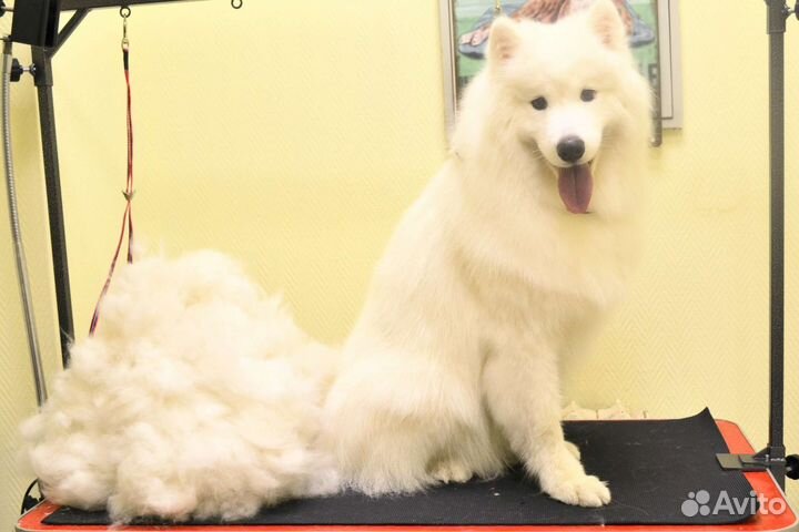 Груминг собак, стрижка собак, стрижка кошек,грумер