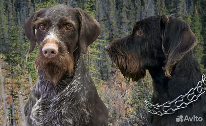 Щенки дратхаара продажа