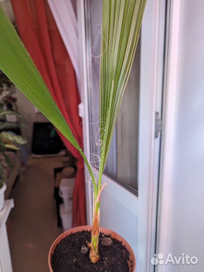 Комнатные растения 5