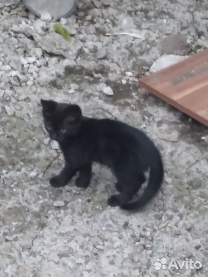 Котята