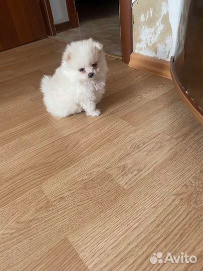 Померанские шпицы в добрые руки