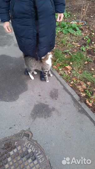 Васятка ласковый котик