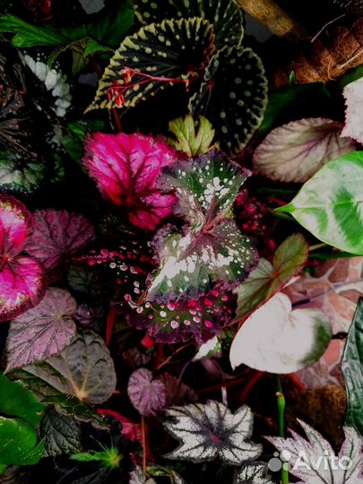 Бегонии Наличие