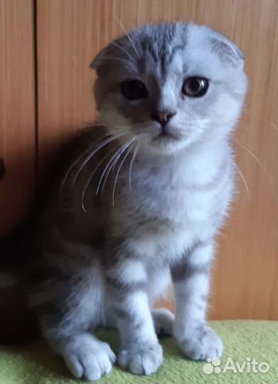 Шотландская