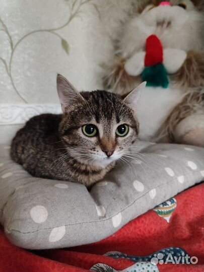 Котенок девочка в добрые руки