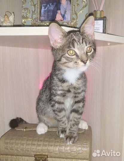 Котик 2,5 месяца