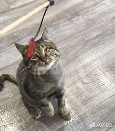 Сема - котик-подросток, кастрат 8 мес в дар