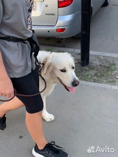 Кинолог, дрессировка собак