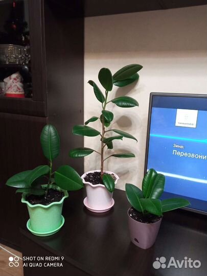 Фикус каучуконосный Куча