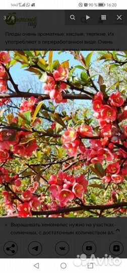 Айва японская