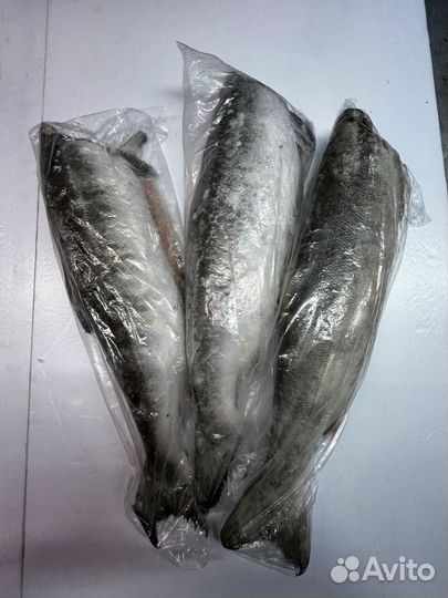 Кета, Камчатка