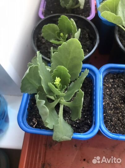 Каланхоэ с белыми цветами