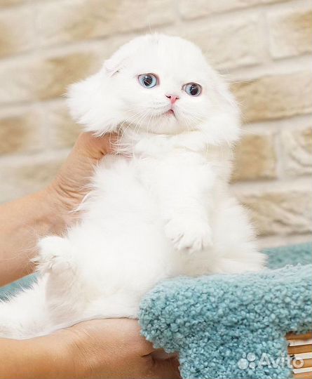 Белый голубоглазый котенок Хайленд Фолд