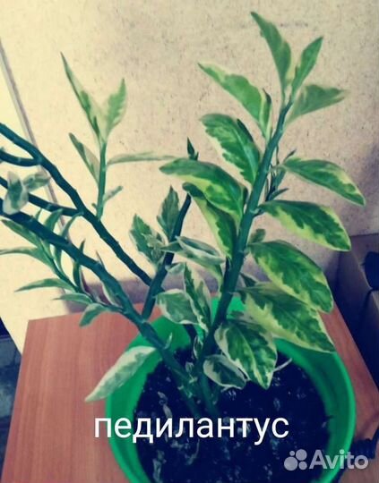 Комнатные растения