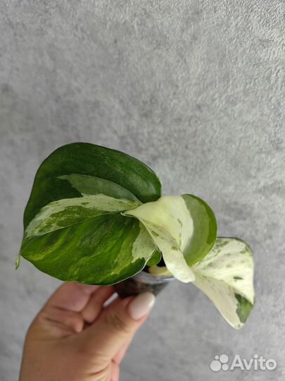 Эпипремнум Хэппи лиф, Сциндапсус сильвер энн