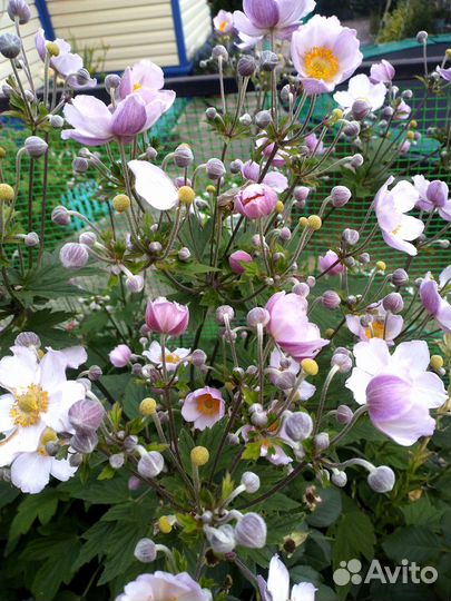 Многолетние цветы