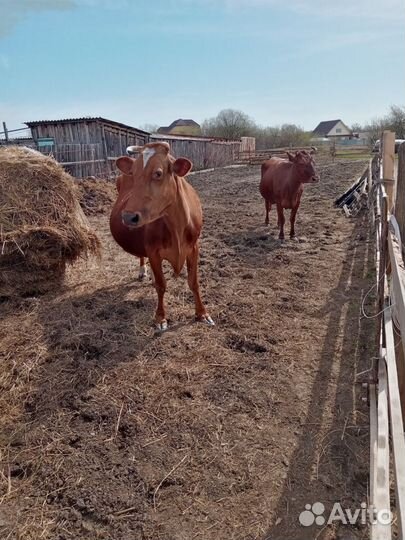Продам коров