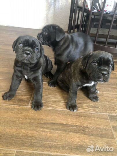 Шикарные щенки кане корсо