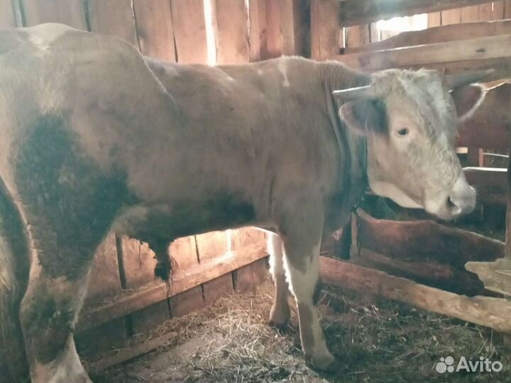 Бычки и быки