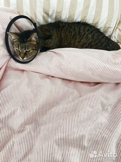 Кошки в добрые руки