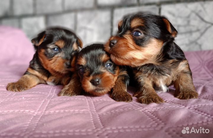 Йоркширский терьер РКФ