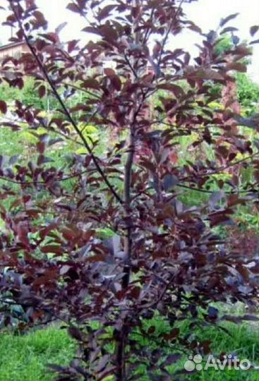 Саженцы деревьев : черемуха, клён, каштан, береза