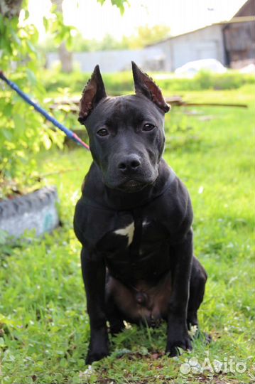 Питбуль вязка