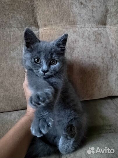 Котёнок бесплатно