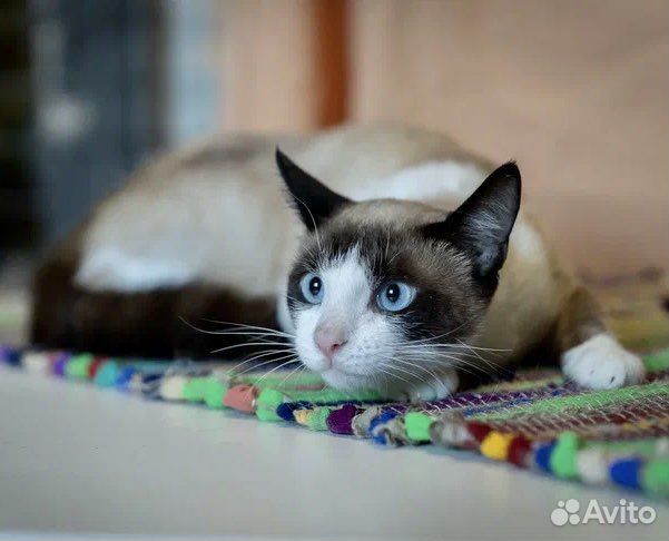 Тайский кот подросток в добрые руки