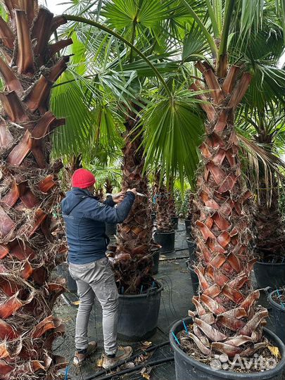 Пальма Вашингтония опт
