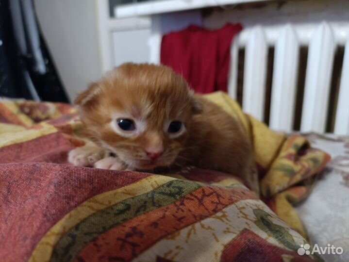 Новогодний Мейн кун